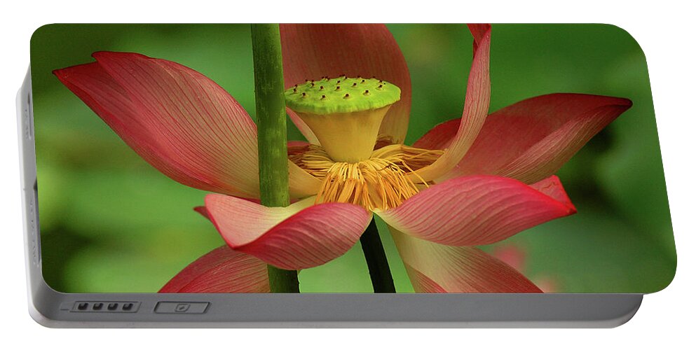 Lotus Portable Battery Charger featuring the photograph Lotus Flower #1 by Harry Spitz