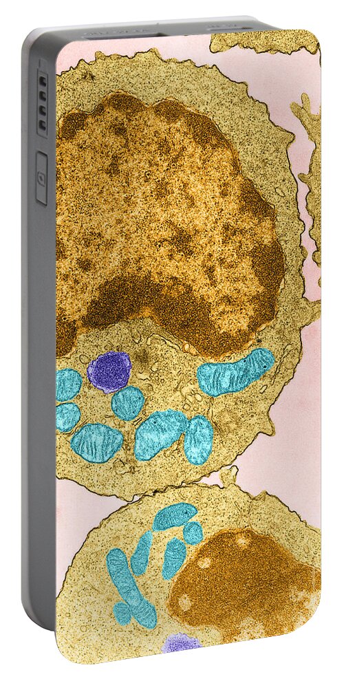 Microscopy Portable Battery Charger featuring the photograph Lymphocyte, Tem #1 by Science Source