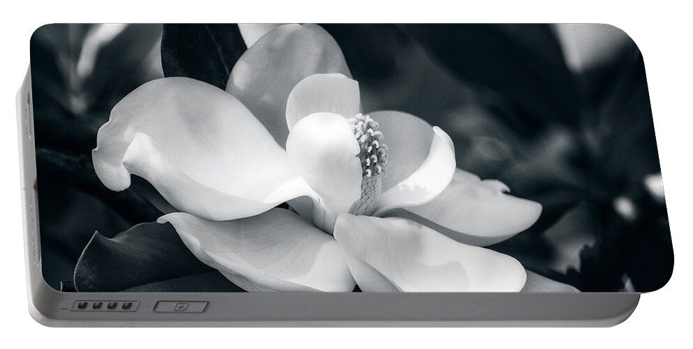 Magnolia Portable Battery Charger featuring the photograph Magnolia Blossom #2 by Sandra Selle Rodriguez