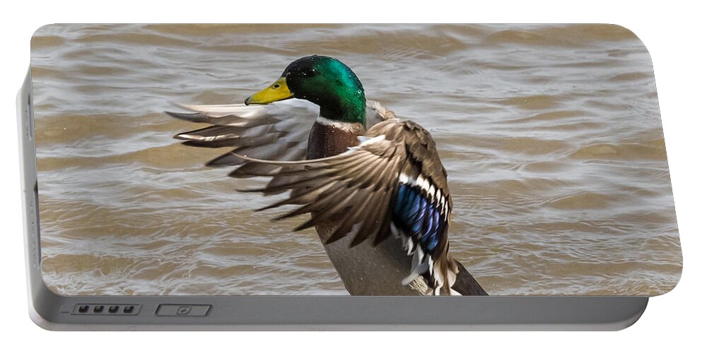 Male Portable Battery Charger featuring the photograph Male Mallard by Holden The Moment