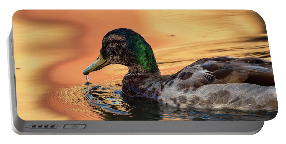 Mallard Duck Portable Battery Charger featuring the photograph Searching For Breakfast by Jonathan Nguyen