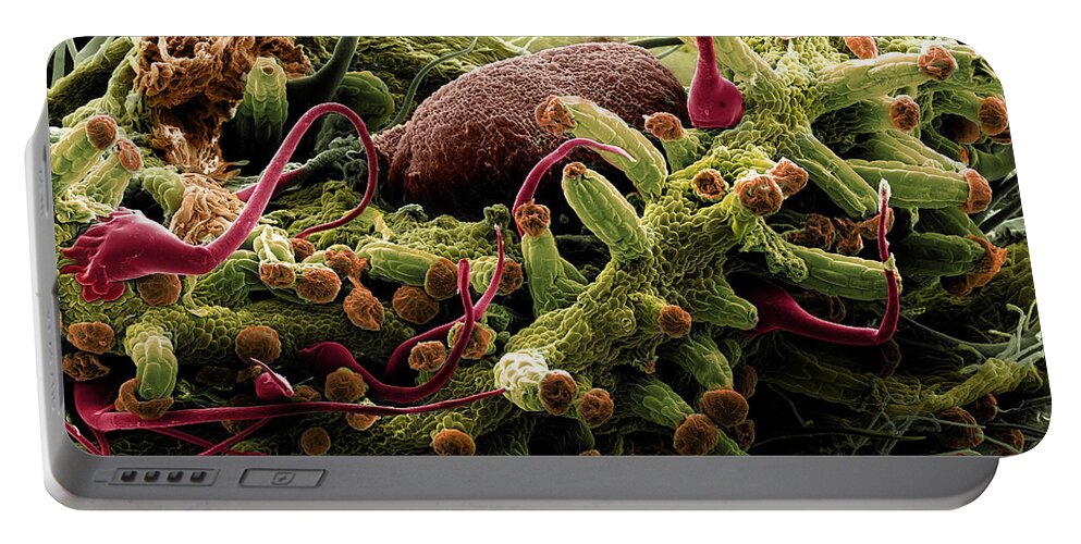 Botany Portable Battery Charger featuring the photograph Mature Cannabis Bud, Sem #1 by Ted Kinsman