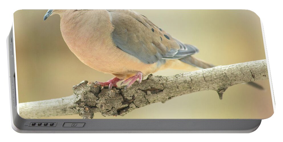 Mourning Dove Portable Battery Charger featuring the photograph Mourning Dove, Animal Portrait #1 by A Macarthur Gurmankin
