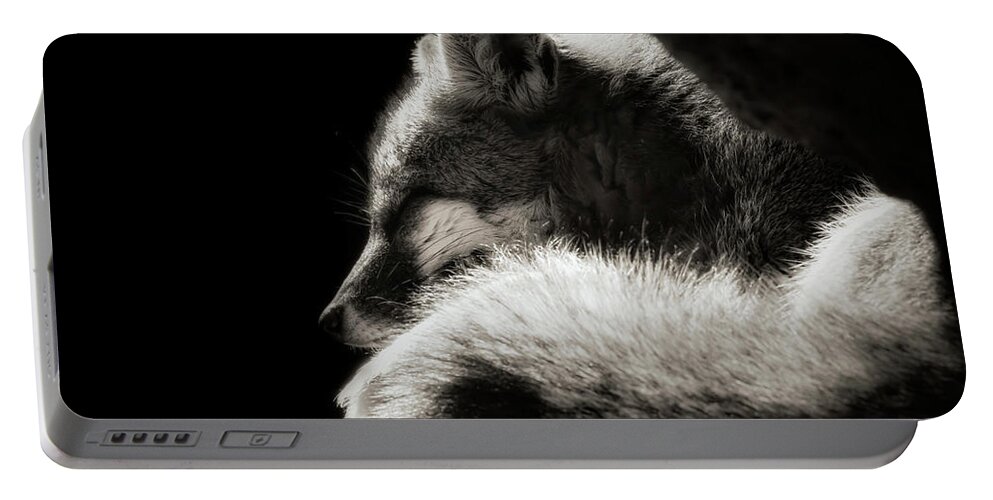 Grey Fox Portable Battery Charger featuring the photograph Nap Time #1 by Elaine Malott