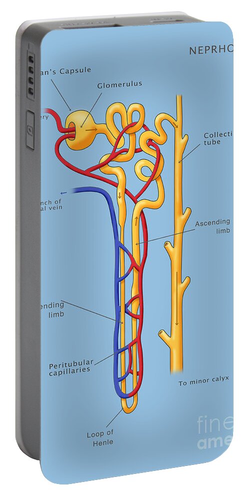 Science Portable Battery Charger featuring the photograph Nephron Of The Kidney, Illustration #1 by Monica Schroeder