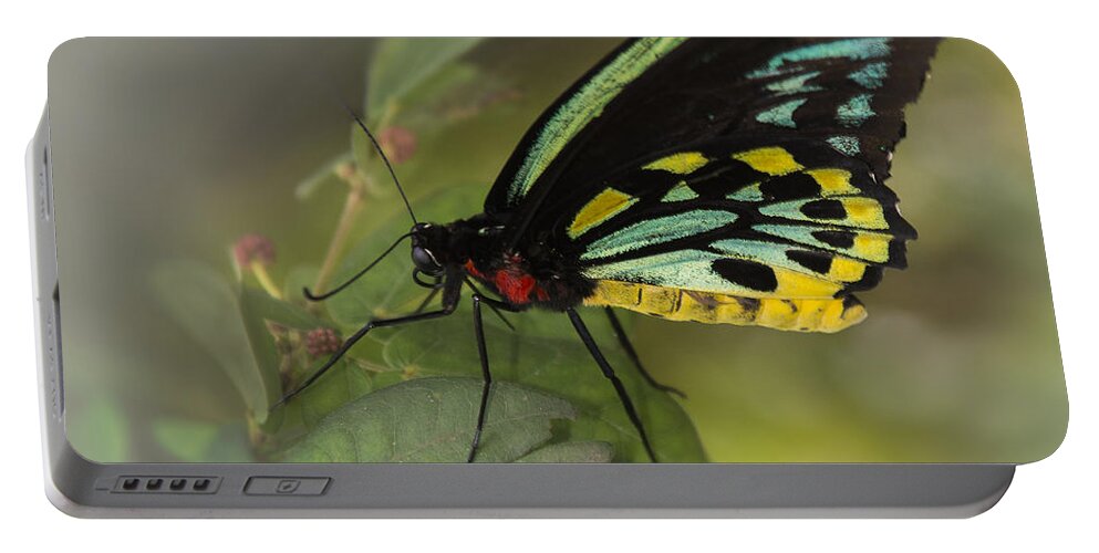 Penny Lisowski Portable Battery Charger featuring the photograph Northern Butterfly #2 by Penny Lisowski