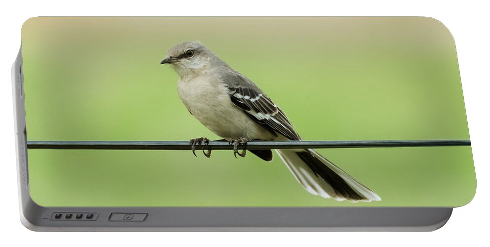 Bird Portable Battery Charger featuring the photograph Northern Mockingbird by Holden The Moment