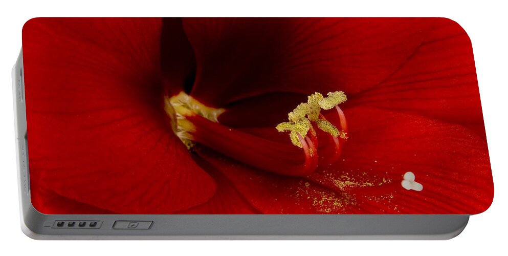 Amaryllis Portable Battery Charger featuring the photograph Orange Amaryllis Bloom #1 by James BO Insogna