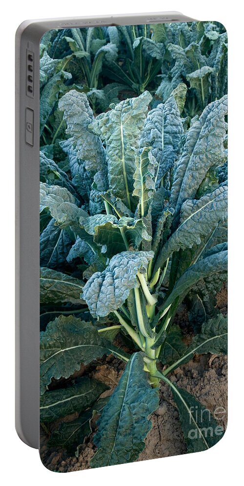 Kale Portable Battery Charger featuring the photograph Organic Italian Kale #1 by Inga Spence