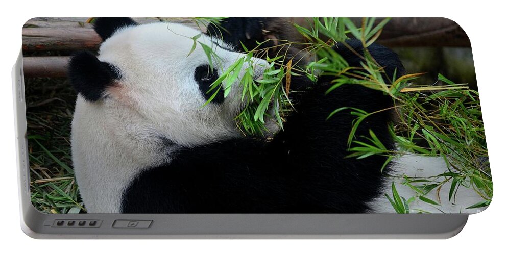 Panda Portable Battery Charger featuring the photograph Panda bear lies on back and eats green bamboo shoot plants #2 by Imran Ahmed