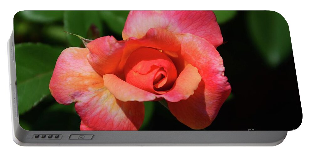 Flowers Portable Battery Charger featuring the photograph Peach Petals #1 by Cindy Manero