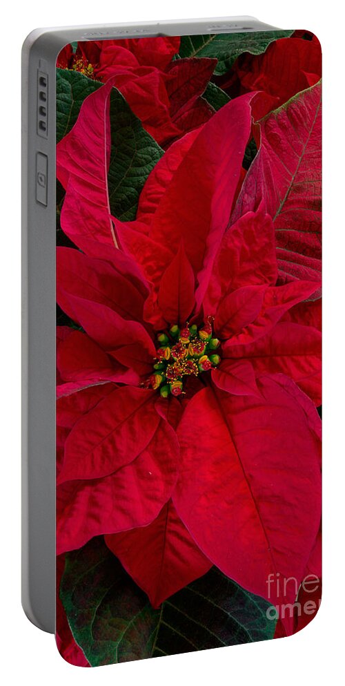 Biological Portable Battery Charger featuring the photograph Poinsettia Plant #1 by Kenneth M. Highfill