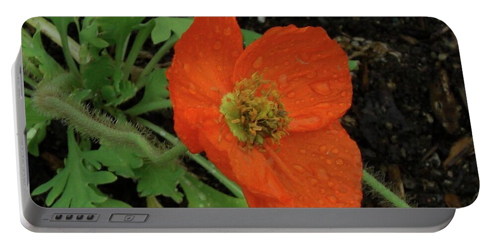 Poppies Portable Battery Charger featuring the photograph Poppies #1 by Mark J Dunn