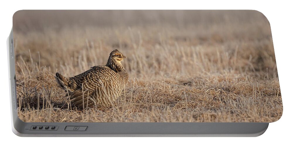 Wisconsins Prairie Chicken Portable Battery Charger featuring the photograph Prairie Chicken 8-2015 #1 by Thomas Young