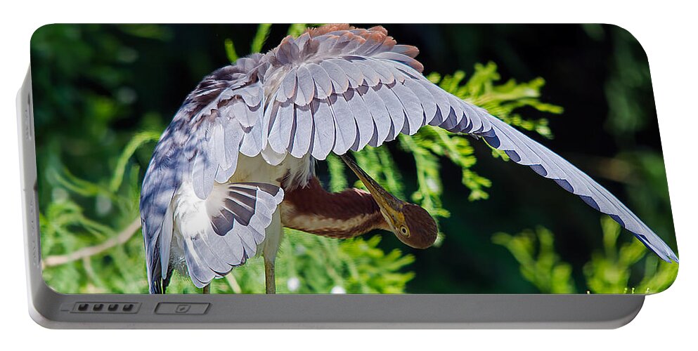 Wildlife Portable Battery Charger featuring the photograph Preening #2 by Kenneth Albin