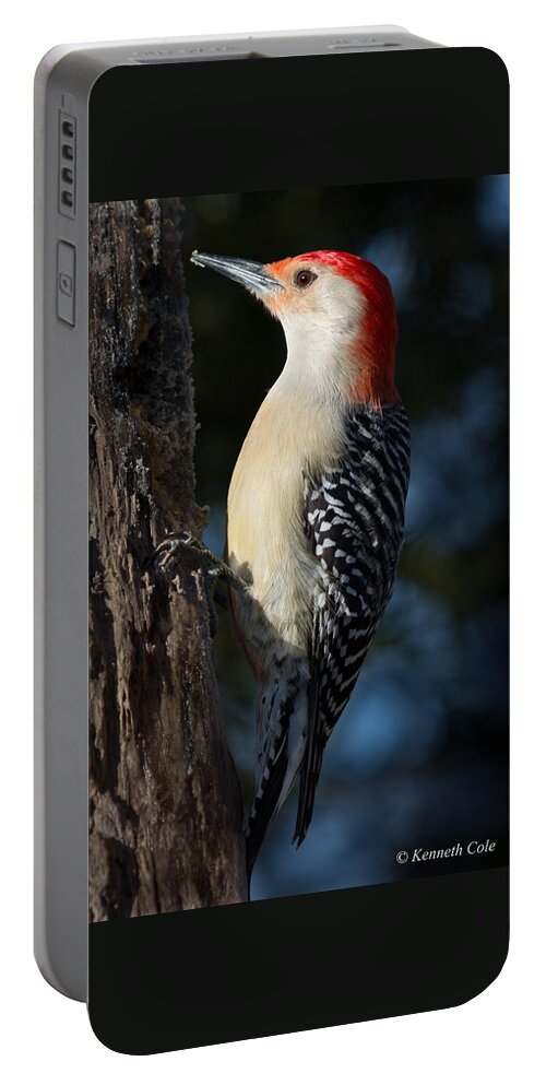 Photography By Kenneth Cole Portable Battery Charger featuring the photograph Red-bellied Woodpecker 3a by Kenneth Cole