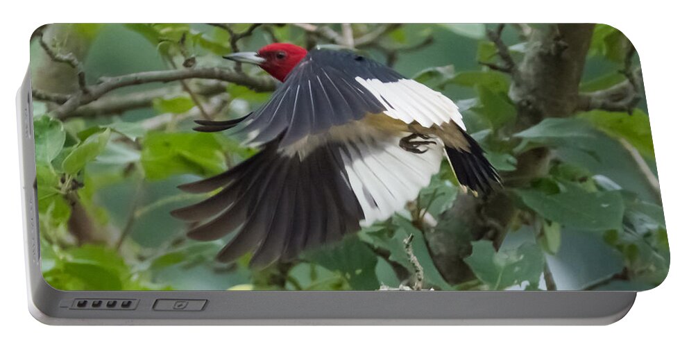 Red Headed Woodpecker Portable Battery Charger featuring the photograph Red-Headed Woodpecker by Holden The Moment