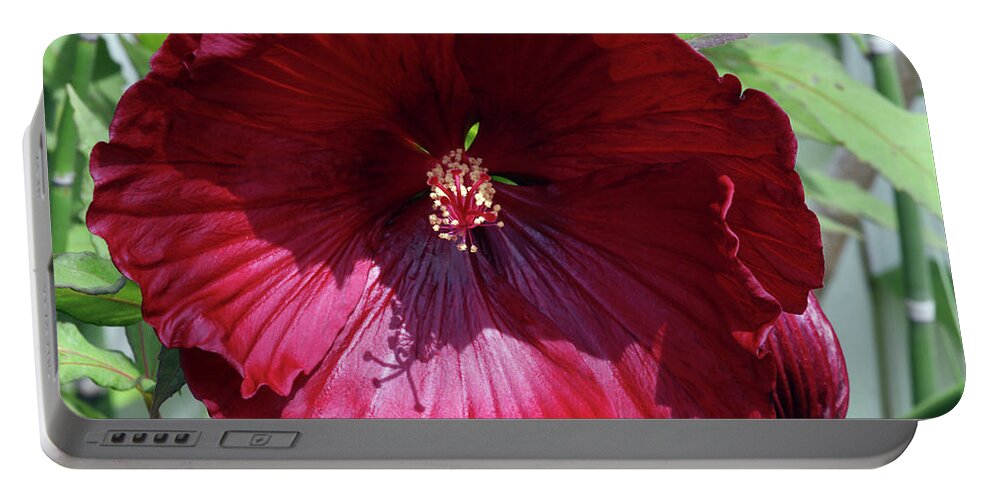 Hibiscus Portable Battery Charger featuring the photograph Red Hibiscus #1 by Jackson Pearson
