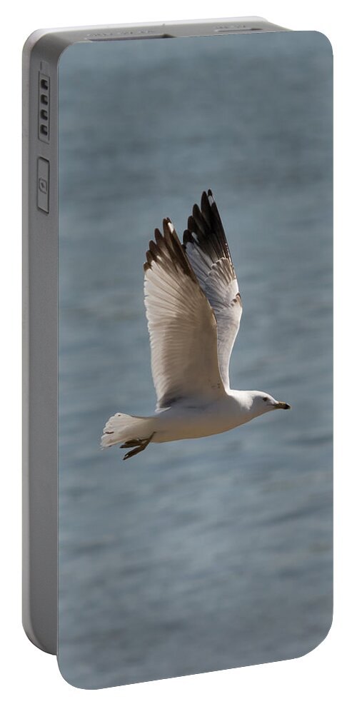 Ring Billed Gull Portable Battery Charger featuring the photograph Ring-Billed Gull by Holden The Moment