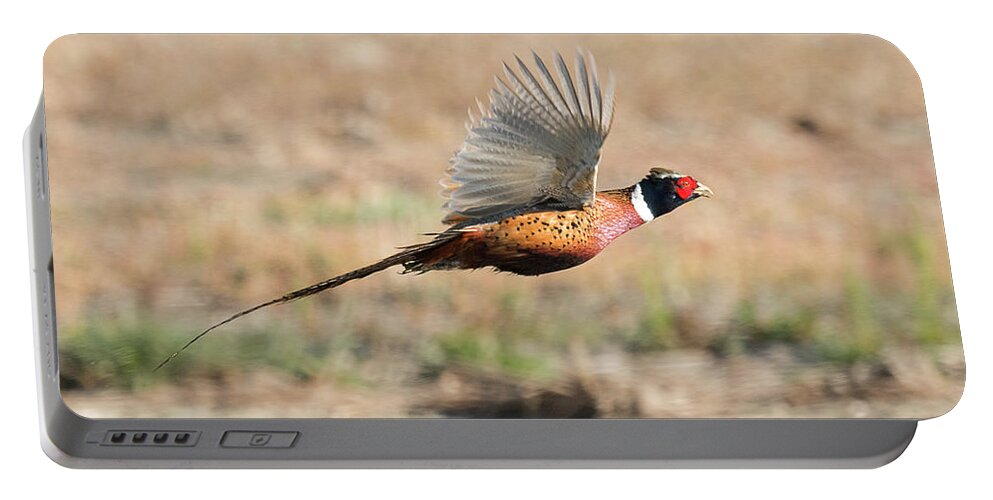 Bird Portable Battery Charger featuring the photograph Ring Necked Pheasant on the Wing #1 by Dennis Hammer