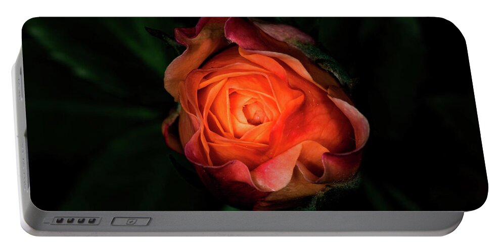 Jay Stockhaus Portable Battery Charger featuring the photograph Rose #1 by Jay Stockhaus