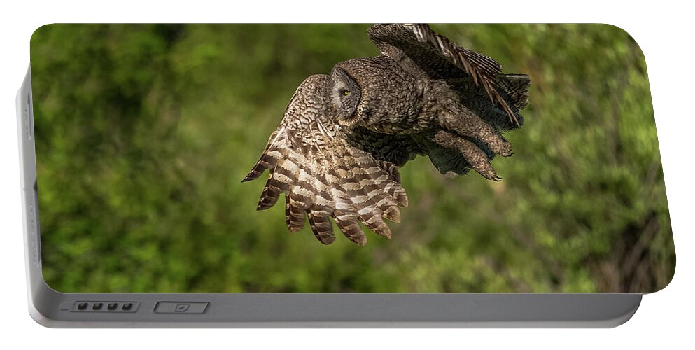Great Grey Owl Portable Battery Charger featuring the photograph Silent Flight At Dawn #1 by Yeates Photography