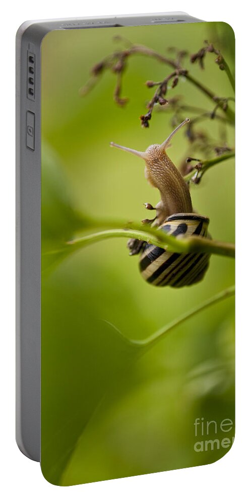 Pacific Northwest Portable Battery Charger featuring the photograph Snail Stretching #1 by Jim Corwin