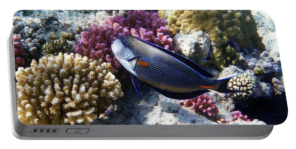 Sea Portable Battery Charger featuring the photograph Sohal Surgeonfish #1 by Johanna Hurmerinta