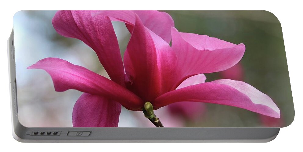 Pink Magnolia Portable Battery Charger featuring the photograph Southern Pink Magnolia #1 by Carol Groenen