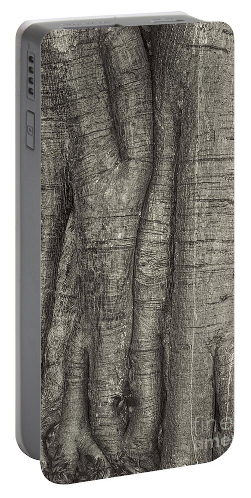 Tree Portable Battery Charger featuring the photograph Tree trunk #1 by Les Palenik