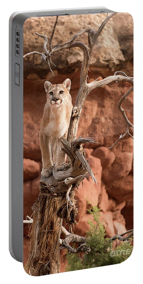 Mammal Portable Battery Charger featuring the photograph Treed Mountain Lion #1 by Dennis Hammer