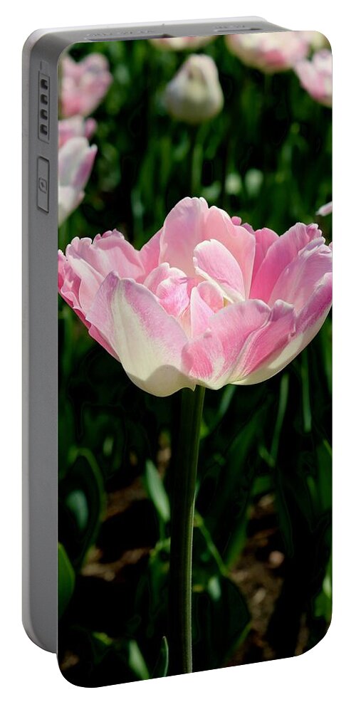 Tulip Portable Battery Charger featuring the photograph Tulip #1 by Sarah Lilja