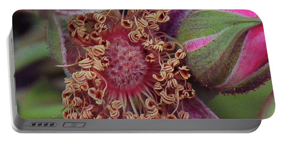 Wild Rose Portable Battery Charger featuring the photograph Wild Rose #1 by Ann E Robson