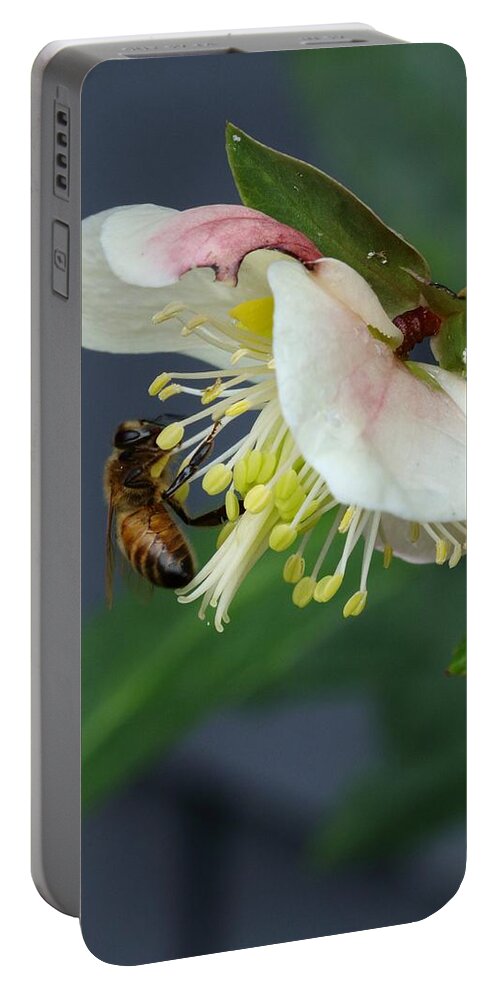 Winter Portable Battery Charger featuring the photograph Winter Surprise #1 by I'ina Van Lawick