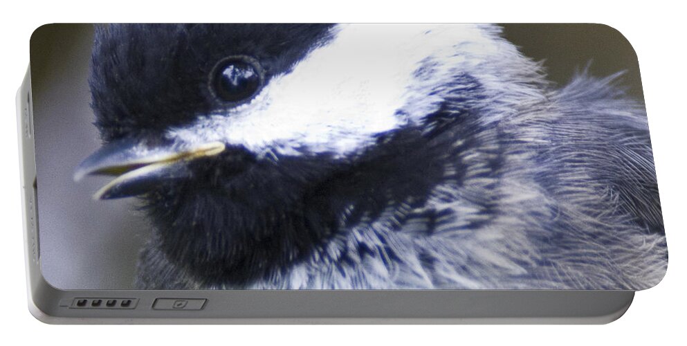 Chickadee Portable Battery Charger featuring the photograph young Chickadee #1 by Rob Mclean 