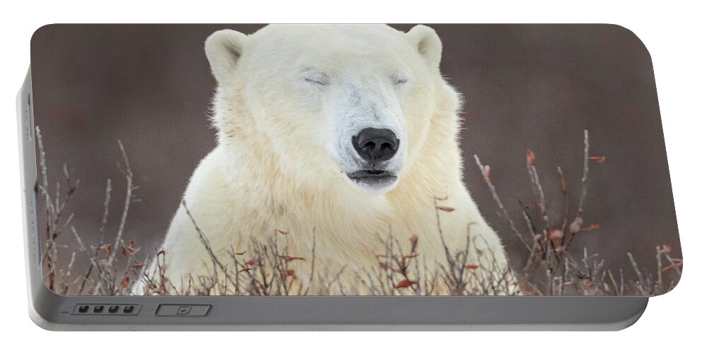 Polar Bear Portable Battery Charger featuring the photograph Zen Bear #1 by Jack Bell