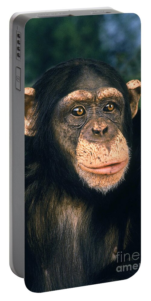 Adult Portable Battery Charger featuring the photograph Chimpanzee Pan Troglodytes #10 by Gerard Lacz