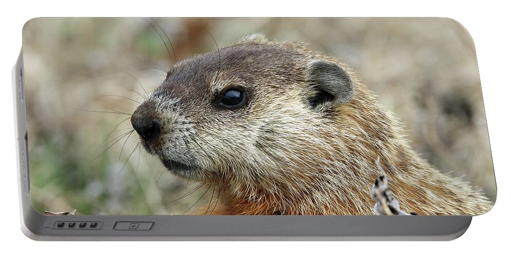 Woodchuck Portable Battery Charger featuring the photograph Woodchuck Calverton New York #10 by Bob Savage