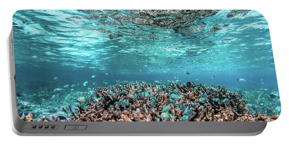 Underwater Portable Battery Charger featuring the photograph Underwater coral reef and fish in Indian Ocean, Maldives. #12 by Michal Bednarek