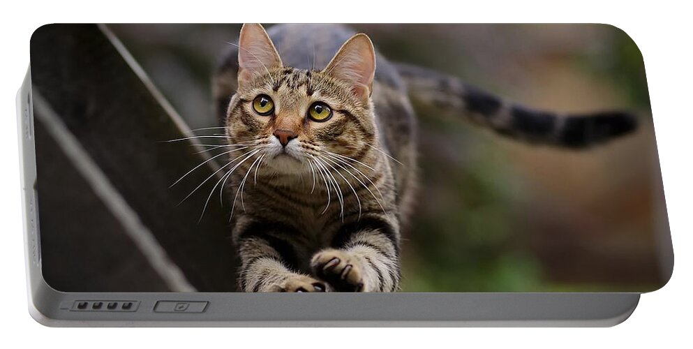 Cat Portable Battery Charger featuring the photograph Cat #14 by Jackie Russo