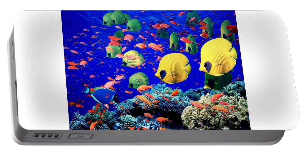 Fish Portable Battery Charger featuring the photograph Fish #14 by Mariel Mcmeeking