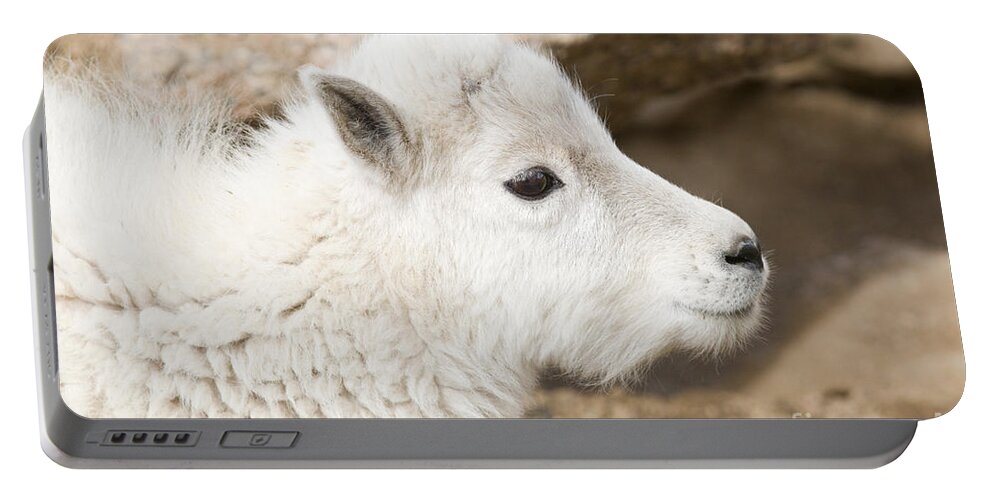 Goat Portable Battery Charger featuring the photograph Baby Mountain Goats on Mount Evans #15 by Steven Krull