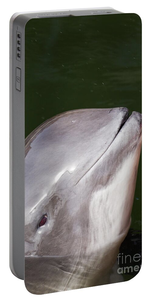 Harbour Porpoise Portable Battery Charger featuring the photograph 150501p238 by Arterra Picture Library