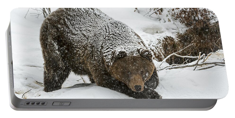 Bear Portable Battery Charger featuring the photograph Brown bear in the snow by Arterra Picture Library
