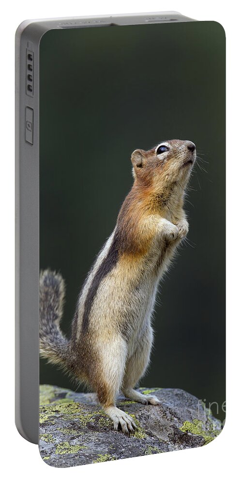 Golden-mantled Ground Squirrel Portable Battery Charger featuring the photograph Golden-Mantled Ground Squirrel #2 by Arterra Picture Library