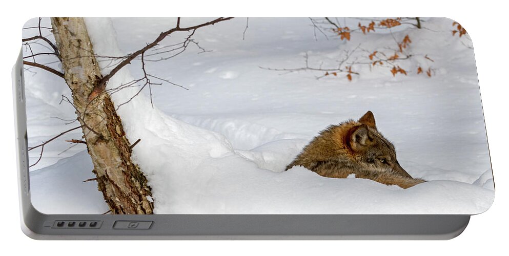 Gray Wolf Portable Battery Charger featuring the photograph Wolf in Winter by Arterra Picture Library