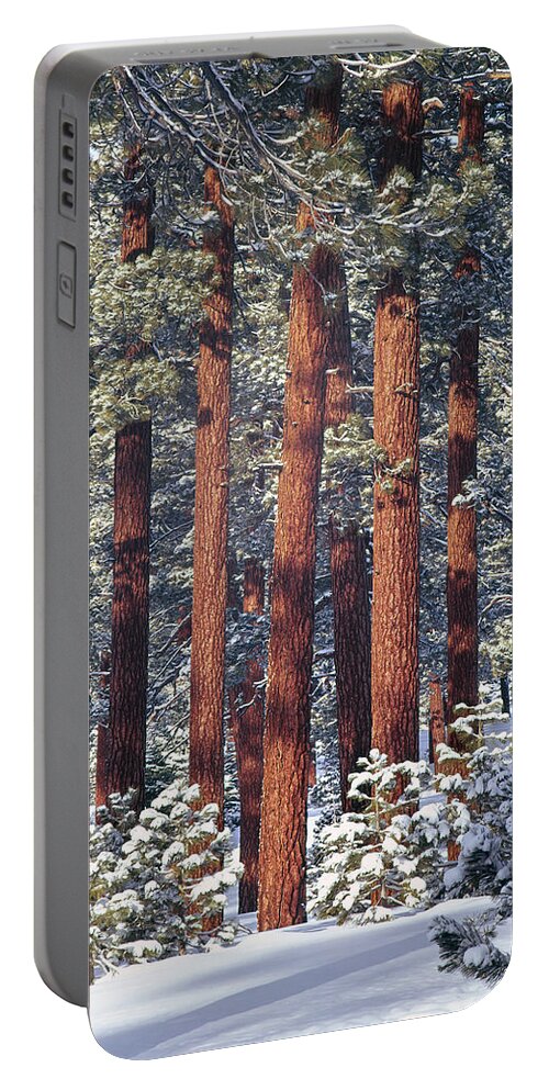 Pine Trees Portable Battery Charger featuring the photograph 1M6208 Pine Trees in Winter by Ed Cooper Photography