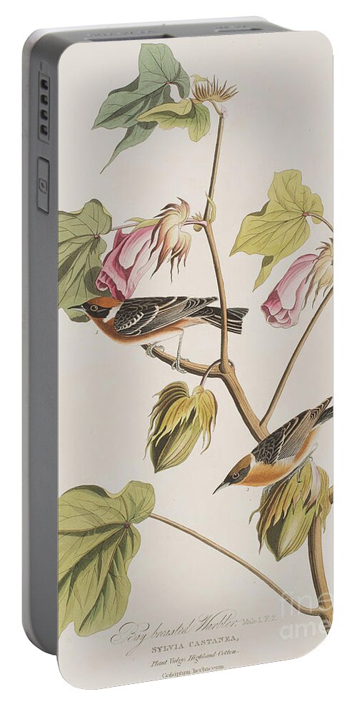 Audubon Portable Battery Charger featuring the painting Bay Breasted Warbler by John James Audubon
