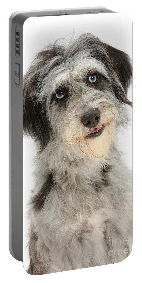 Nature Portable Battery Charger featuring the photograph Blue Merle Cadoodle #2 by Mark Taylor