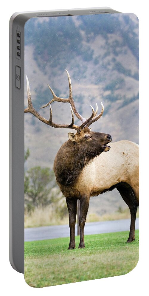 Elk Portable Battery Charger featuring the photograph Bull Elk by Wesley Aston